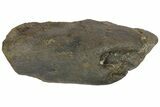 Fossil Hadrosaur (Maiasaura?) Jaw Section - Montana #173489-5